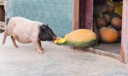 猪吃的瓜,田园生活乐无边