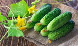 吃瓜什么味道好吃,揭秘哪些吃瓜口感最佳