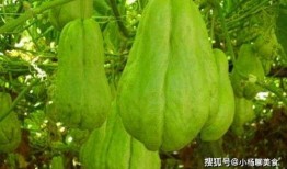 减肥期吃佛手瓜,轻享健康美味生活