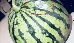 禹城网红吃瓜,揭秘幕后故事与热门话题