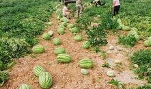 最新吃瓜热门基地,热门事件背后的真相与笑料