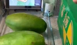 猪喜欢吃瓜,揭秘猪只对瓜果的偏爱之谜