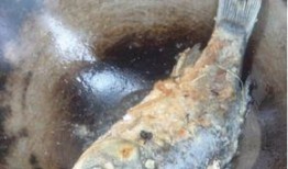 草鱼吃瓜叶,探索绿色养殖新奥秘