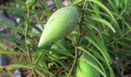 梢瓜孕期可以吃吗,梢瓜——孕妇的安心之选