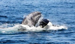 吃瓜视频吞鲸,揭秘海洋生物神秘面纱