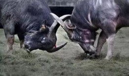 甘肃斗牛小瓜怎么吃,解锁美味新体验