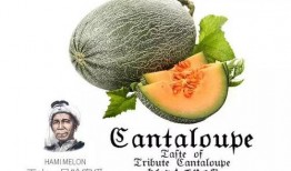 吃瓜艺术公众号,品味生活，畅享瓜界盛宴