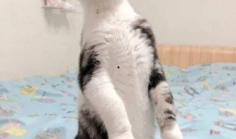 猫吃瓜图片大全,猫咪吃瓜瞬间大盘点