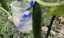 怎么打吃鸡拍树瓜视频,揭秘吃鸡拍树瓜视频的独家技巧与实战攻略