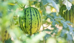 哪些地方吃瓜好,揭秘各地最佳“吃瓜”胜地