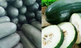 彩6 吃瓜,揭秘彩票背后的趣味与真相