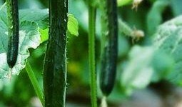 六姑娘吃瓜日常,揭秘娱乐圈幕后故事