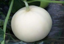 吃红参可以吃梨瓜吗女生,女性养生搭配指南