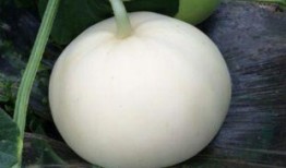 吃红参可以吃梨瓜吗女生,女性养生搭配指南