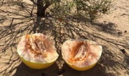 种树吃瓜,绿色生活，共享生态成果