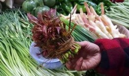 热心的吃瓜网,揭秘娱乐圈幕后故事，带你领略明星真实生活