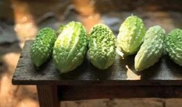 吃瓜头还是瓜尾好消化些