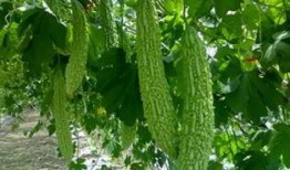 水连瓜怎么吃,解锁夏日清新美味