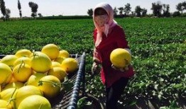 种树吃瓜,绿色生活，共享生态成果