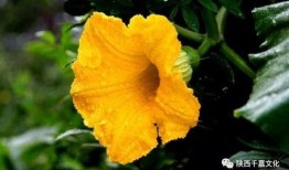 胳膊瓜花怎么吃