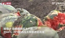 棚主吃瓜,揭秘娱乐圈幕后故事