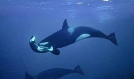 吃瓜视频吞鲸,揭秘海洋生物神秘面纱