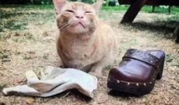 猫看人打架吃瓜视频,围观人打架的萌态瞬间