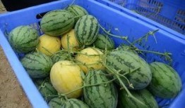 boom吃瓜群,网络社交新现象背后的故事