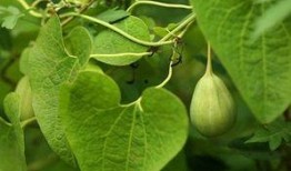 梢瓜孕期可以吃吗,梢瓜——孕妇的安心之选