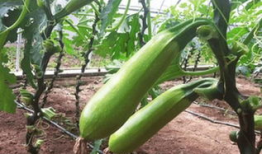 二钾双瓜如何吃,二钾双瓜的多样食用方法探索