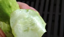 玉瓜怎么吃呀,解锁健康美味新体验