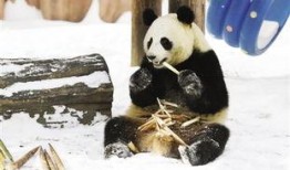 熊猫雪地吃瓜,揭秘雪地吃瓜的萌态瞬间