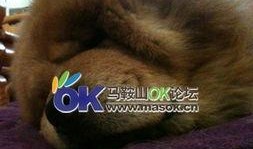 懒狗吃瓜,揭秘娱乐圈幕后故事