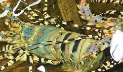 龙瓜花怎么吃,探索美味与健康的完美融合