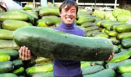 最近吃内脏那个瓜,惊爆！近期热门“吃内脏”事件背后真相揭秘