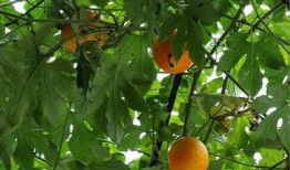 吃小吊瓜文案,小吊瓜美食之旅