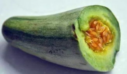 吃小麦瓜会发病吗