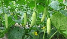 每天都在吃同事的瓜,揭秘同事们的日常瓜料