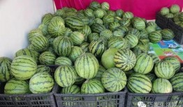 巧家吃瓜,探寻地方特色美食的乐趣与魅力