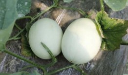 吃玉菇瓜声控,玉菇瓜声控美食之旅