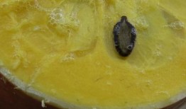 瓜哥吃瓜奇怪水果是真的吗,揭秘那些令人惊叹的奇怪水果之谜