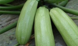 吃瓜念什么好处