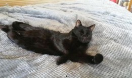 黑猫视频吃瓜,揭秘娱乐圈幕后真相