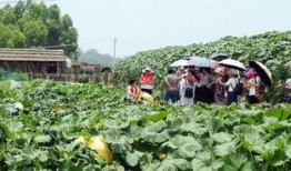 乡村吃瓜拍照,吃瓜拍照，留住欢乐时光