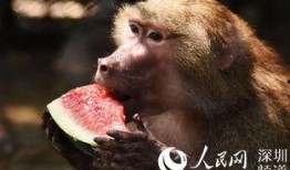 找瓜吃的动物,跟随找瓜动物的足迹