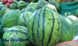 怎么吃那个瓜,如何品味生活中的甜蜜与苦涩