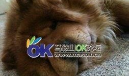 懒狗吃瓜,揭秘娱乐圈幕后故事