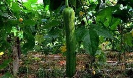 宜兴 吃瓜,品味田园生活