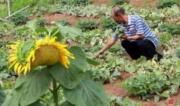 山东枣庄职中吃瓜,揭秘背后的校园生活点滴