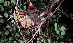 怎么打吃鸡拍树瓜视频,揭秘吃鸡拍树瓜视频的独家技巧与实战攻略